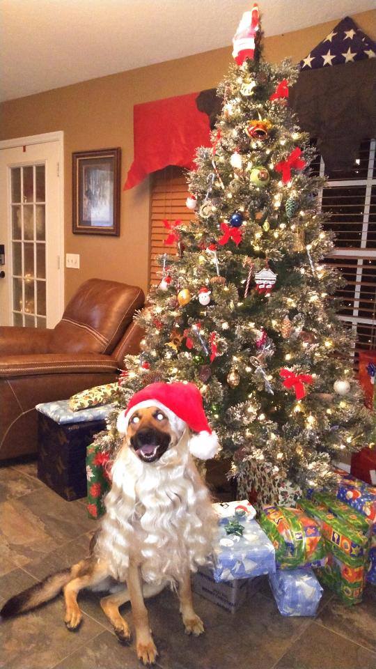 Winners of the Christmas Pet Photo Contest! Good News Sebastian