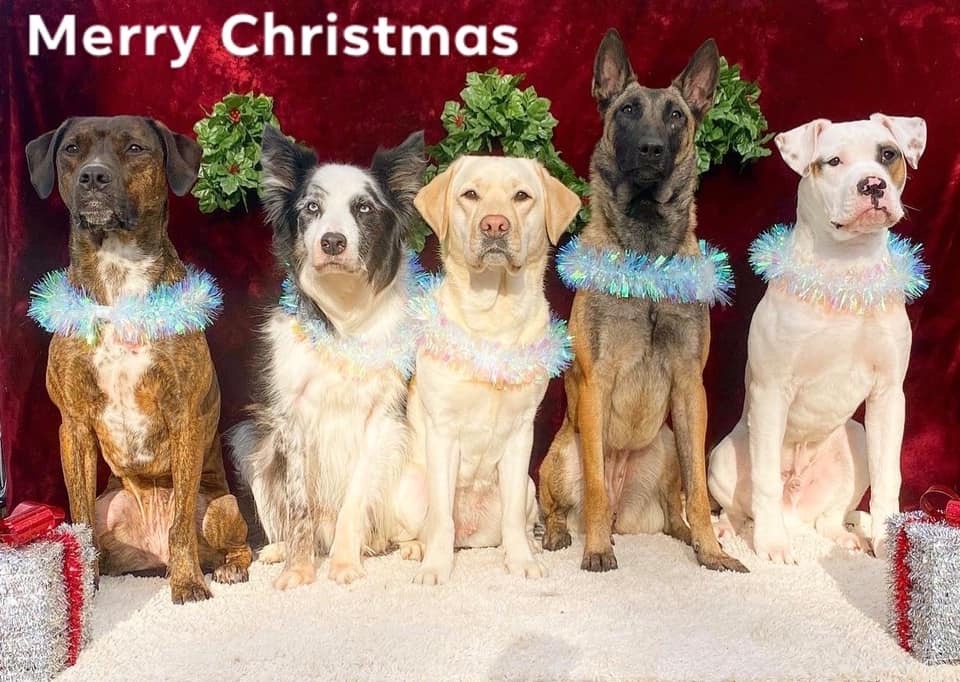 Winners of the Christmas Pet Photo Contest! | Good News Sebastian