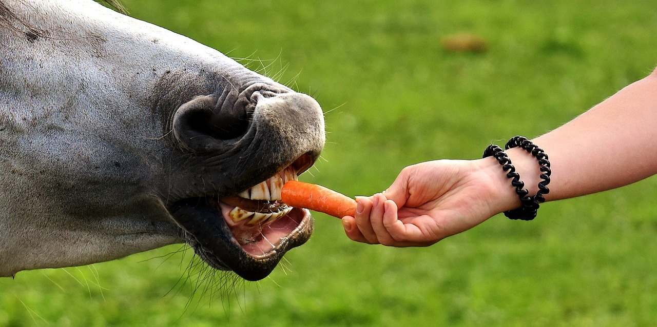 Carrots