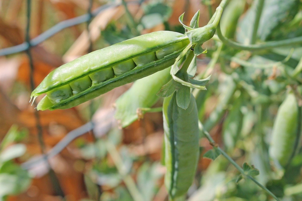 Southern Peas